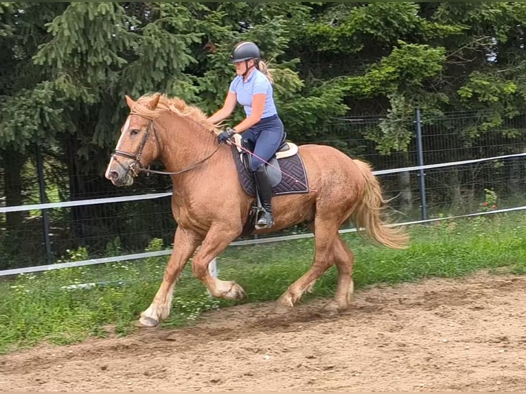Polacco da Tiro Mix Castrone 3 Anni 166 cm Sauro in Forst