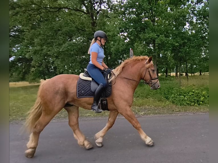 Polacco da Tiro Mix Castrone 3 Anni 166 cm Sauro in Forst
