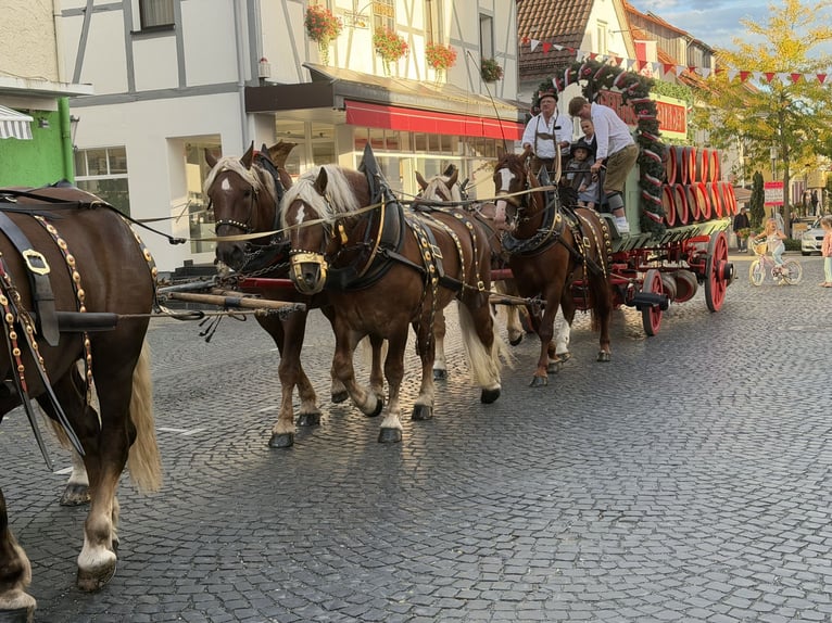 Polacco da Tiro Castrone 3 Anni 166 cm Sauro scuro in Riedlingen
