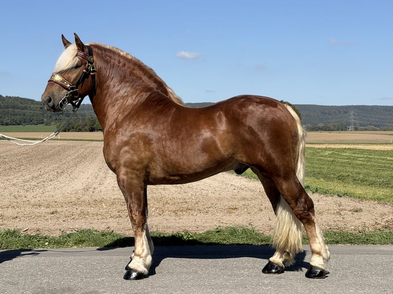 Polacco da Tiro Castrone 3 Anni 166 cm Sauro scuro in Riedlingen