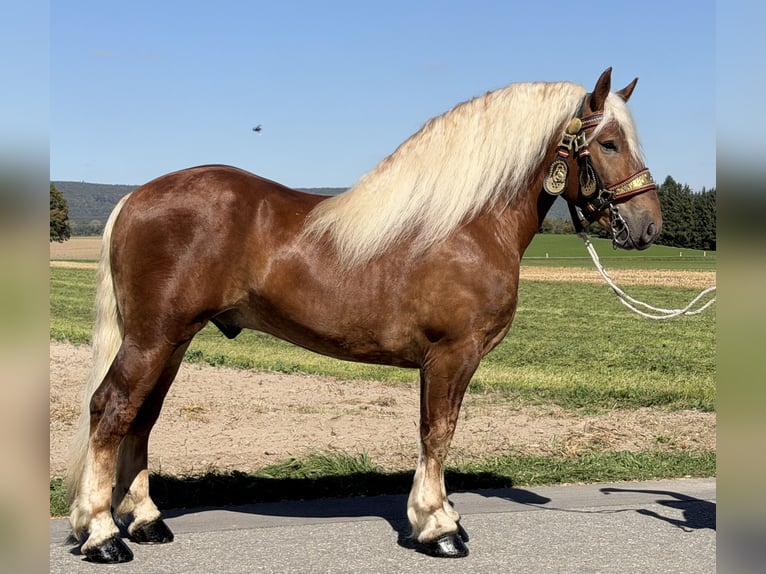 Polacco da Tiro Castrone 3 Anni 166 cm Sauro scuro in Riedlingen