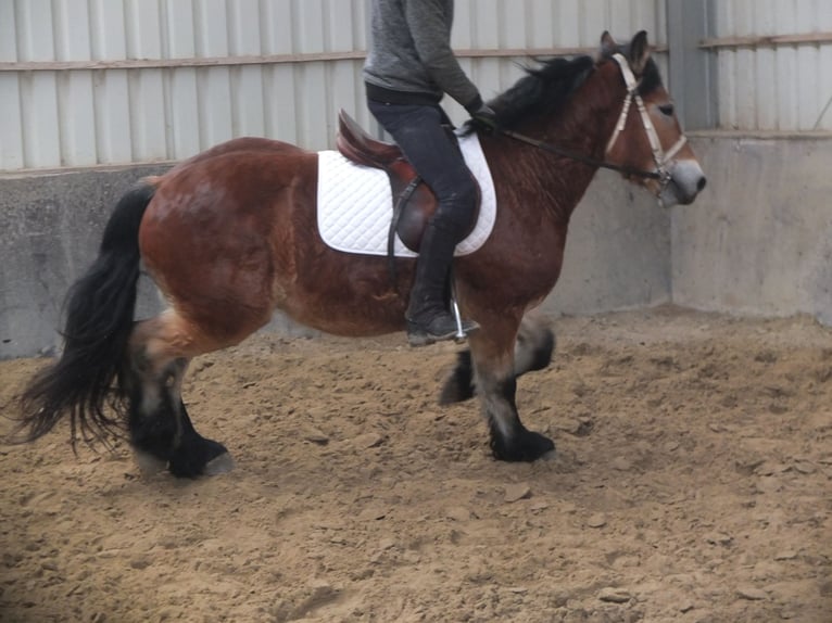 Polacco da Tiro Castrone 4 Anni 154 cm Baio chiaro in Buttst&#xE4;dt