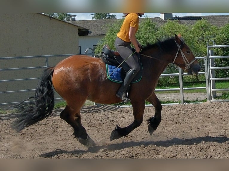 Polacco da Tiro Castrone 4 Anni 155 cm Baio chiaro in Rudersdorf