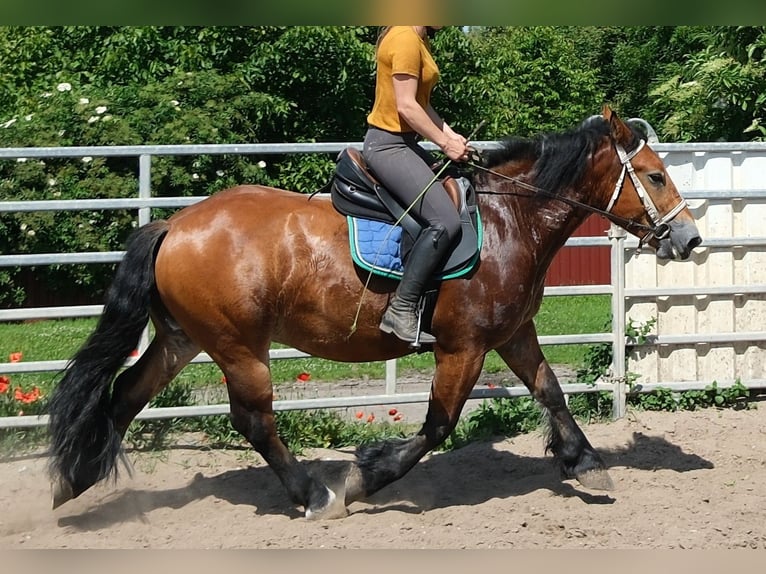 Polacco da Tiro Castrone 4 Anni 155 cm Baio chiaro in Rudersdorf