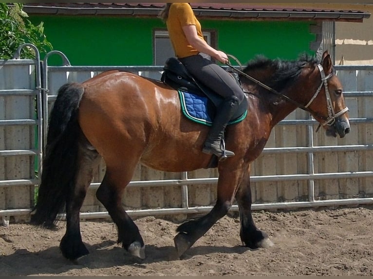 Polacco da Tiro Castrone 4 Anni 155 cm Baio chiaro in Rudersdorf