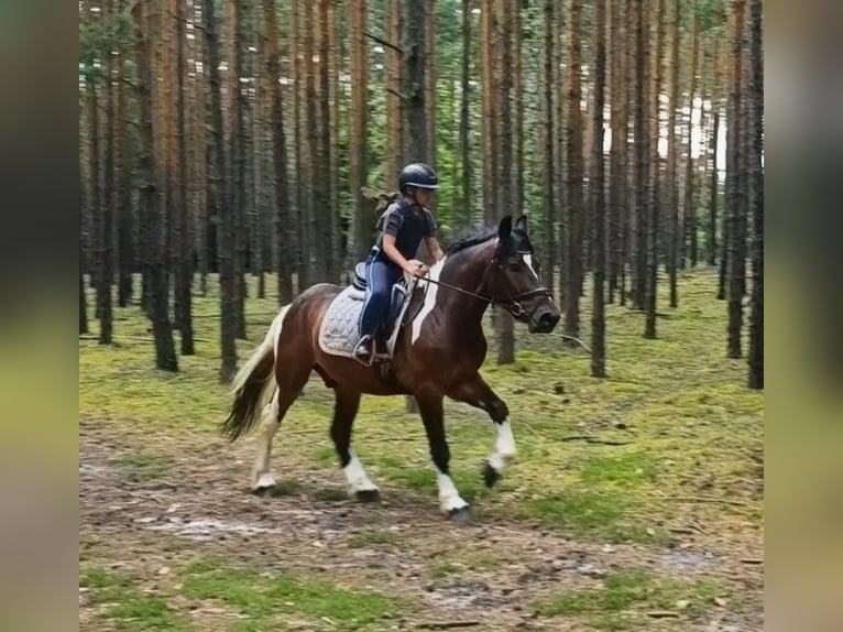 Polacco da Tiro Mix Castrone 4 Anni 156 cm Pezzato in Forst