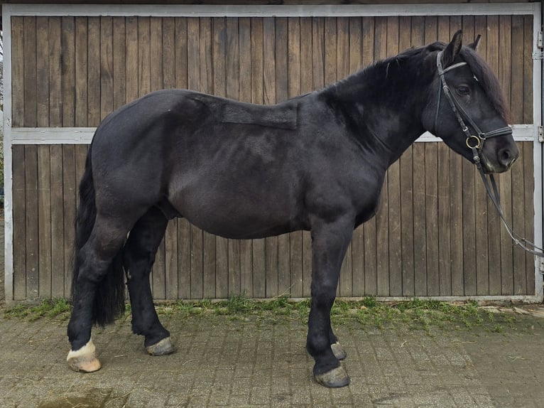 Polacco da Tiro Mix Castrone 4 Anni 157 cm Morello in Mülheim an der Ruhr