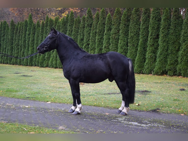 Polacco da Tiro Mix Castrone 4 Anni 157 cm Pezzato in Che&#x142;mno