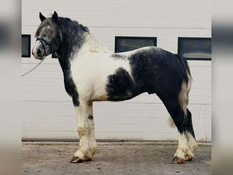 Polacco da Tiro Castrone 4 Anni 160 cm Pezzato in Someren