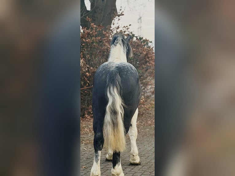 Polacco da Tiro Castrone 4 Anni 160 cm Pezzato in Someren