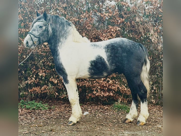 Polacco da Tiro Castrone 4 Anni 160 cm Pezzato in Someren