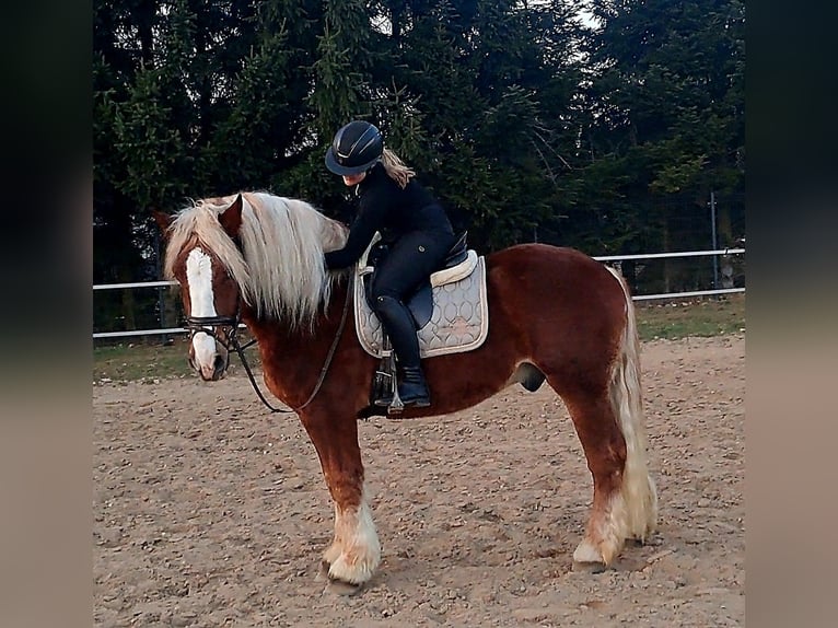 Polacco da Tiro Castrone 4 Anni 160 cm Sauro scuro in Forst