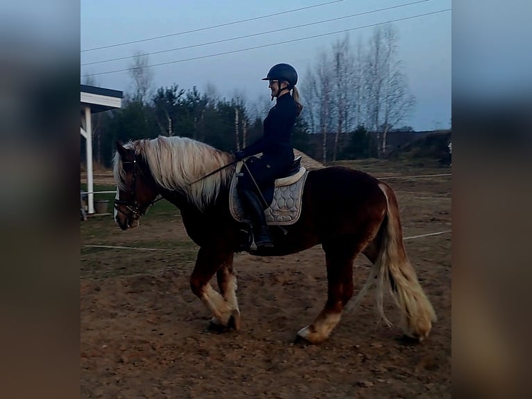 Polacco da Tiro Castrone 4 Anni 160 cm Sauro scuro in Forst