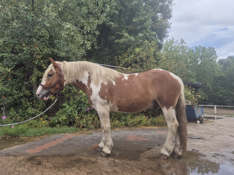 Polacco da Tiro Mix Castrone 4 Anni 163 cm Pezzato in Hannover