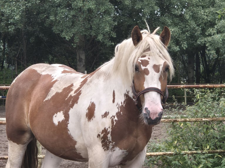 Polacco da Tiro Mix Castrone 4 Anni 163 cm Pezzato in Hannover
