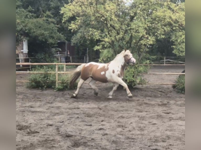 Polacco da Tiro Mix Castrone 4 Anni 163 cm Pezzato in Hannover