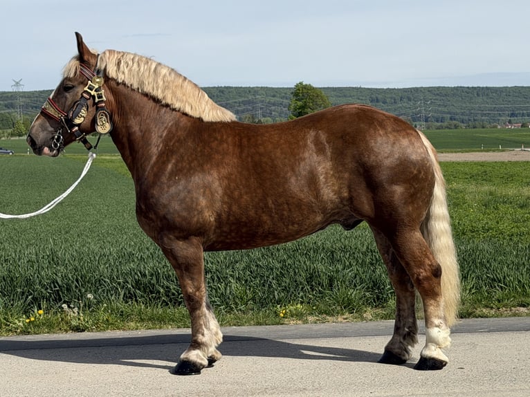 Polacco da Tiro Castrone 4 Anni 165 cm Sauro scuro in Riedlingen