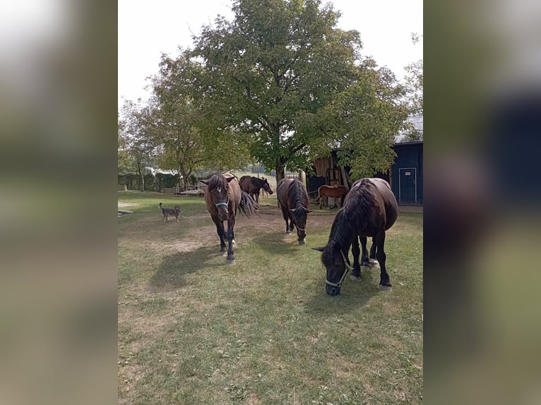 Polacco da Tiro Castrone 4 Anni 167 cm Morello in Zalesie