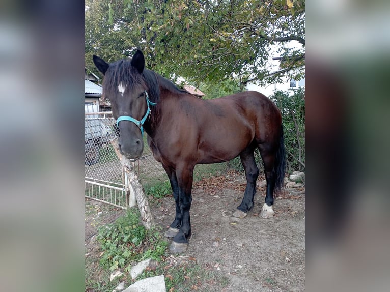 Polacco da Tiro Castrone 4 Anni 167 cm Morello in Zalesie