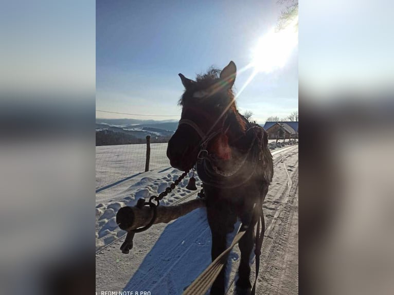 Polacco da Tiro Castrone 4 Anni 167 cm Morello in Zalesie