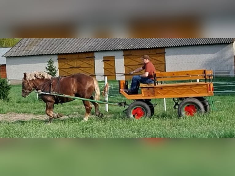 Polacco da Tiro Castrone 4 Anni Sauro in Łowicz