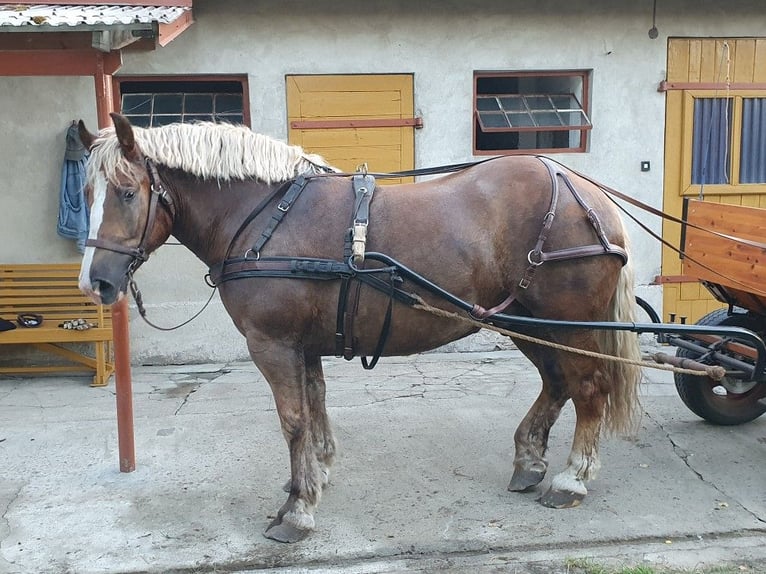 Polacco da Tiro Castrone 4 Anni Sauro in Łowicz