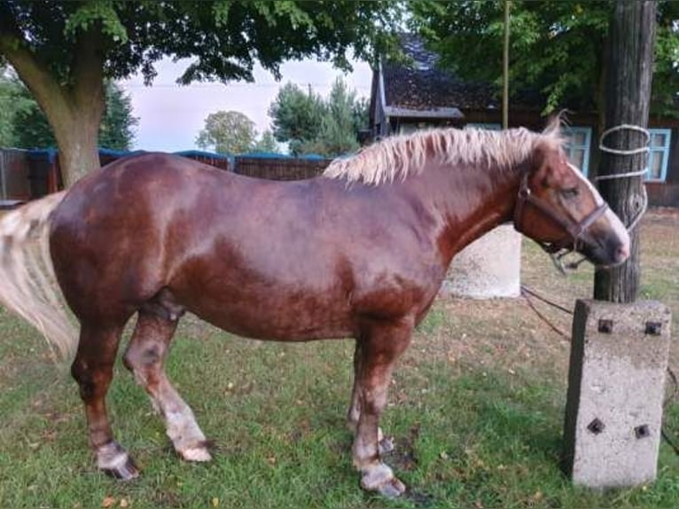 Polacco da Tiro Castrone 4 Anni Sauro in Łowicz