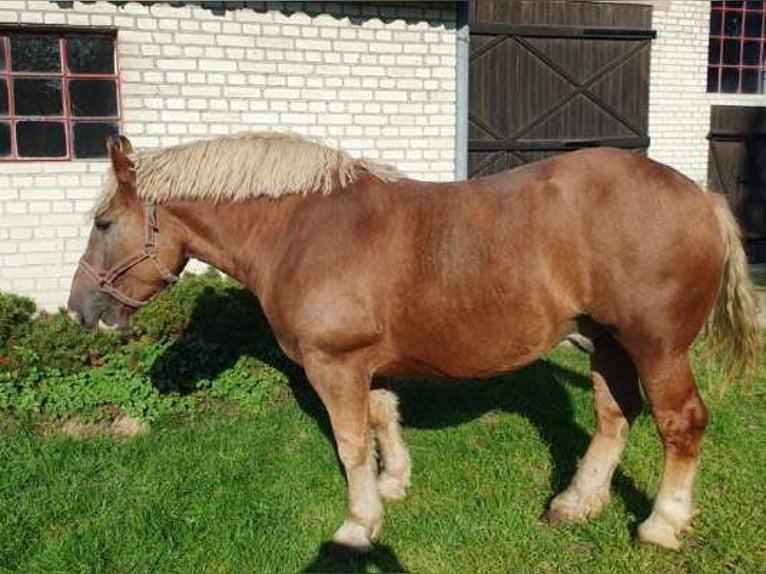 Polacco da Tiro Castrone 4 Anni Sauro in Łowicz