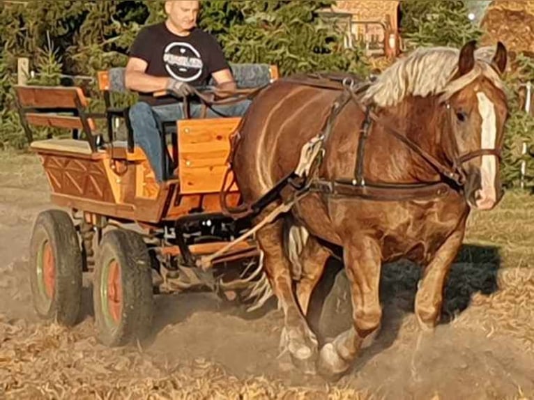 Polacco da Tiro Castrone 4 Anni Sauro in Łowicz