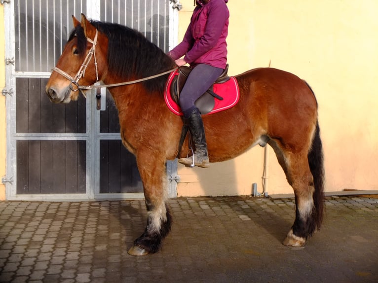 Polacco da Tiro Mix Castrone 5 Anni 155 cm Grigio pezzato in Buttstädt