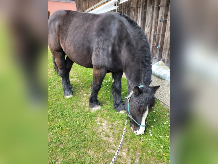 Polacco da Tiro Castrone 5 Anni 155 cm Morello in Eberhardzell