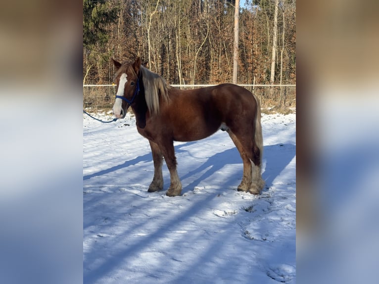 Polacco da Tiro Mix Castrone 5 Anni 155 cm Sauro in Fuchstal