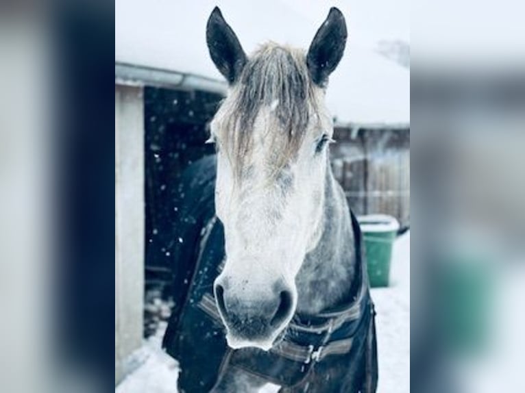 Polacco da Tiro Castrone 5 Anni 170 cm Grigio pezzato in Strande