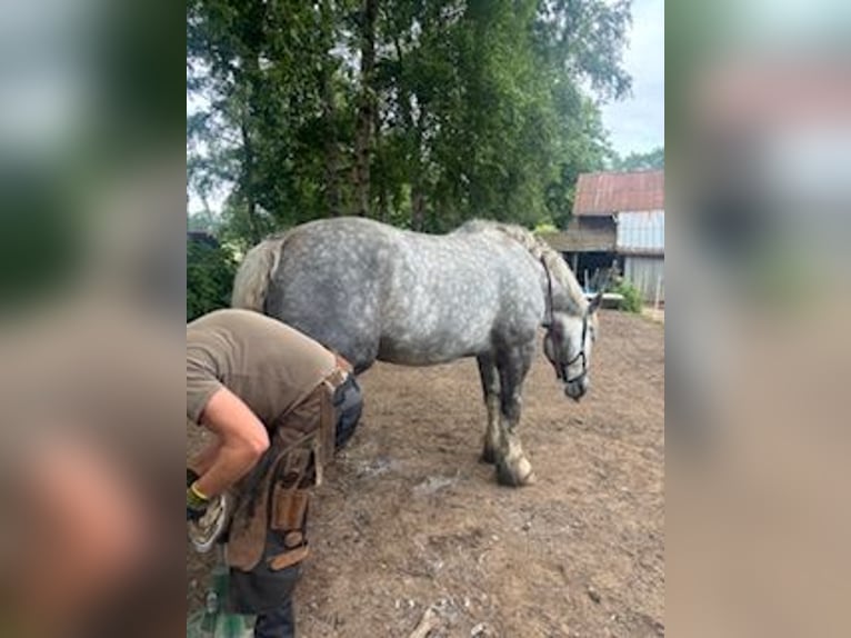 Polacco da Tiro Castrone 5 Anni 170 cm Grigio pezzato in Strande