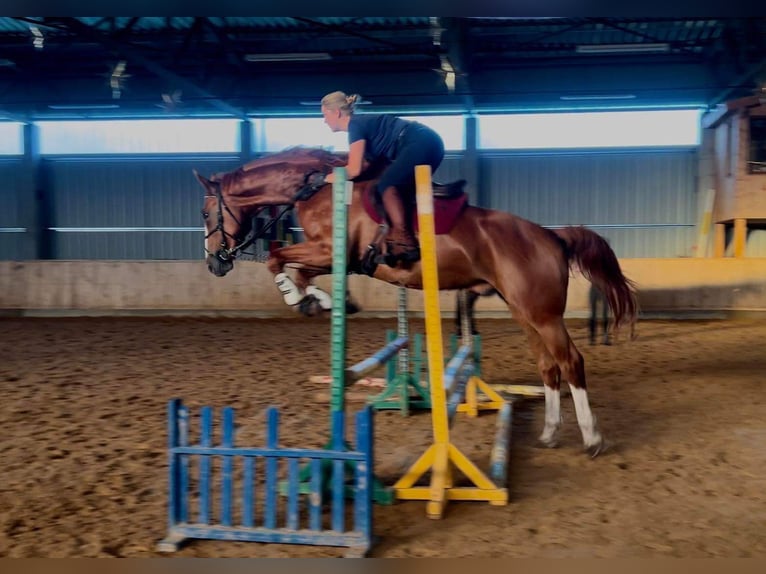 Polacco da Tiro Castrone 5 Anni 175 cm in Vilnius