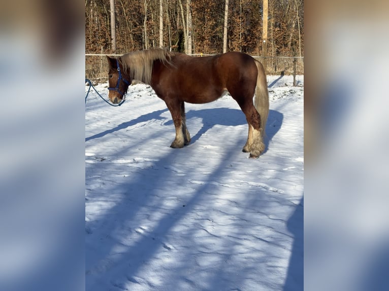 Polacco da Tiro Mix Castrone 5 Anni 185 cm Sauro in Fuchstal