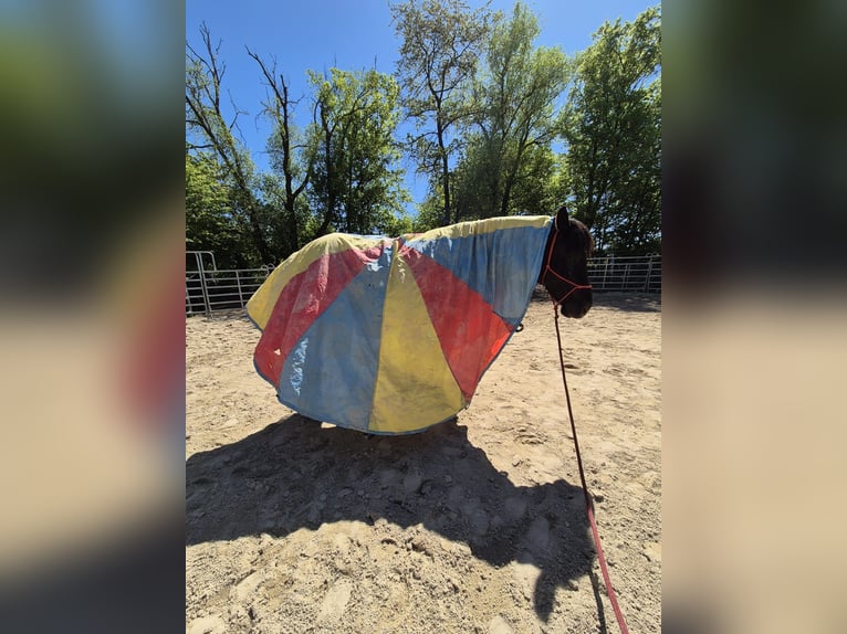 Polacco da Tiro Castrone 6 Anni 159 cm Morello in Bad Camberg