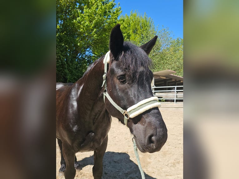 Polacco da Tiro Castrone 6 Anni 159 cm Morello in Bad Camberg