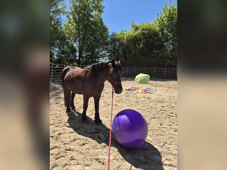 Polacco da Tiro Castrone 6 Anni 159 cm Morello in Bad Camberg