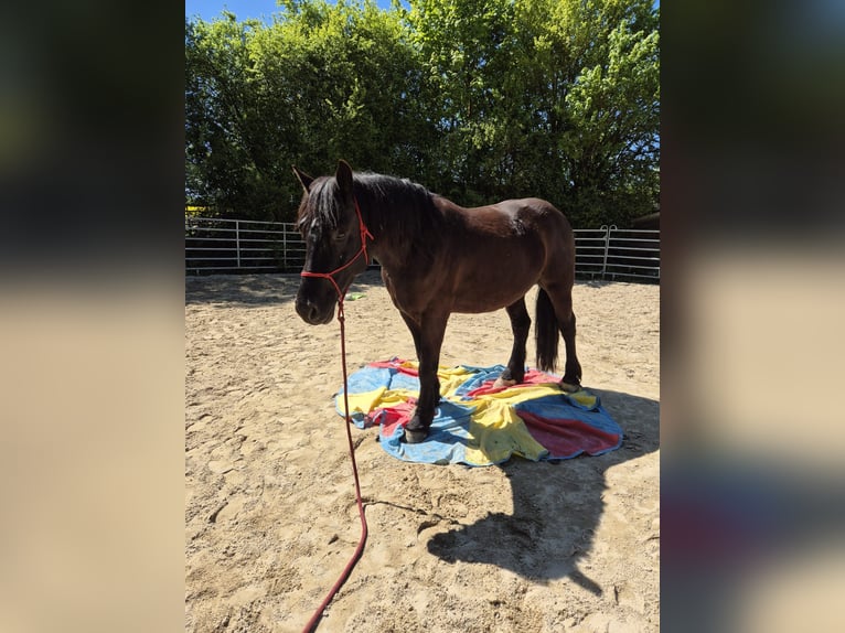 Polacco da Tiro Castrone 6 Anni 159 cm Morello in Bad Camberg