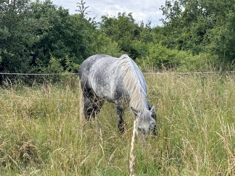 Polacco da Tiro Mix Castrone 6 Anni 160 cm Grigio pezzato in Groß Rosenburg