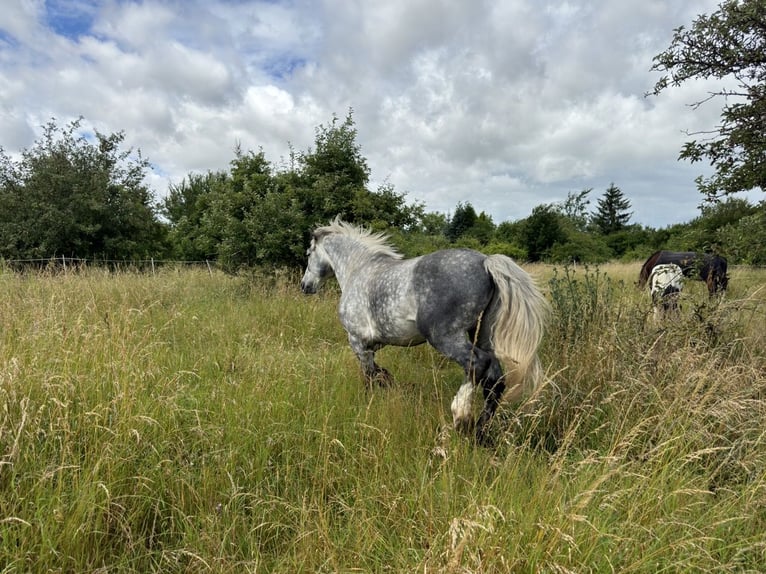 Polacco da Tiro Mix Castrone 6 Anni 160 cm Grigio pezzato in Groß Rosenburg