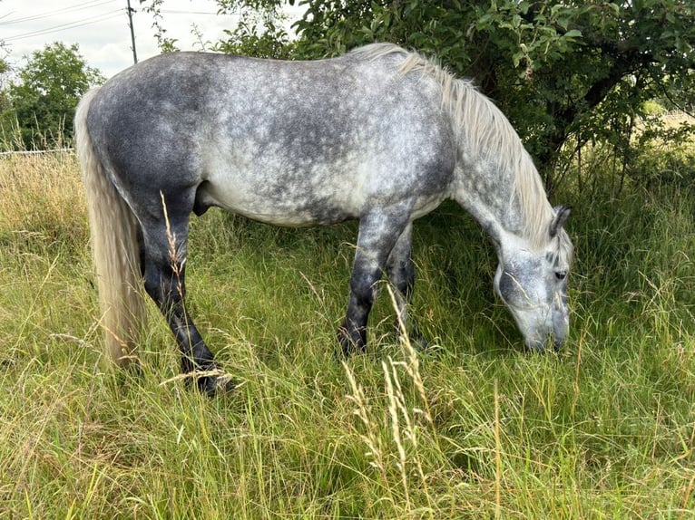 Polacco da Tiro Mix Castrone 6 Anni 160 cm Grigio pezzato in Groß Rosenburg