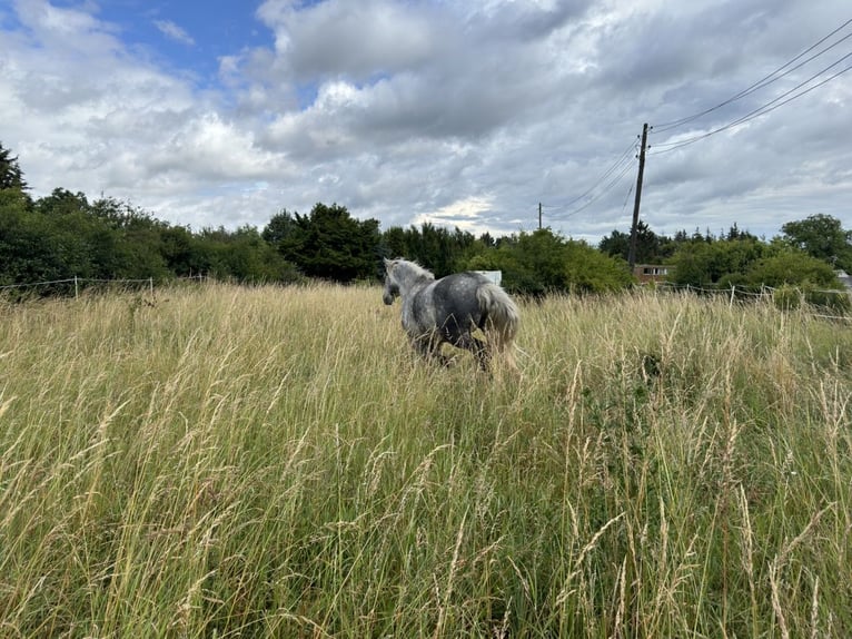 Polacco da Tiro Mix Castrone 6 Anni 160 cm Grigio pezzato in Groß Rosenburg