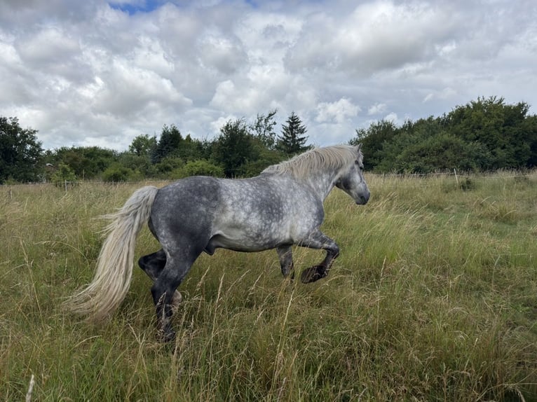 Polacco da Tiro Mix Castrone 6 Anni 160 cm Grigio pezzato in Groß Rosenburg