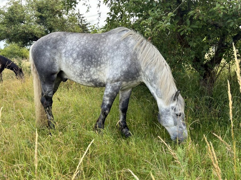 Polacco da Tiro Mix Castrone 6 Anni 160 cm Grigio pezzato in Groß Rosenburg