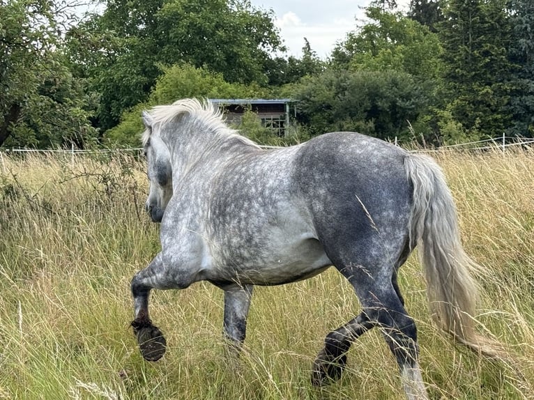 Polacco da Tiro Mix Castrone 6 Anni 160 cm Grigio pezzato in Groß Rosenburg