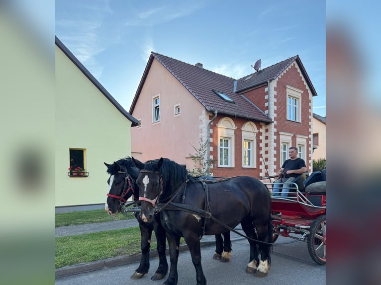 Polacco da Tiro Castrone 6 Anni 160 cm Morello in Gräben