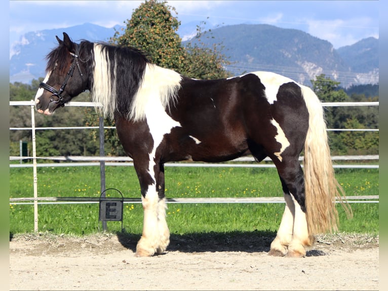 Polacco da Tiro Castrone 7 Anni 155 cm Pezzato in Kirchbichl