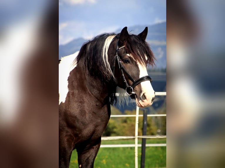 Polacco da Tiro Castrone 7 Anni 155 cm Pezzato in Kirchbichl